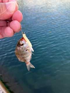 チャリコの釣果
