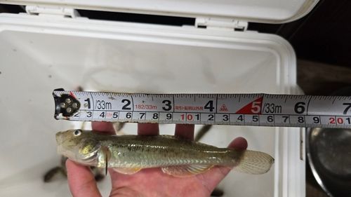 ハゼの釣果
