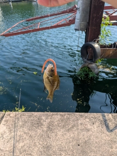 ブルーギルの釣果