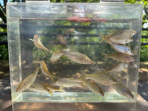 タナゴの釣果