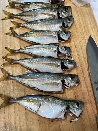 アジの釣果