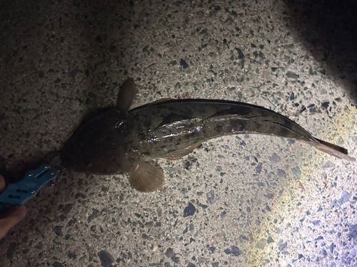 マゴチの釣果