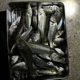 セイゴ（マルスズキ）