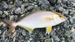 ショゴの釣果