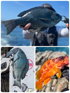 クチブトグレの釣果