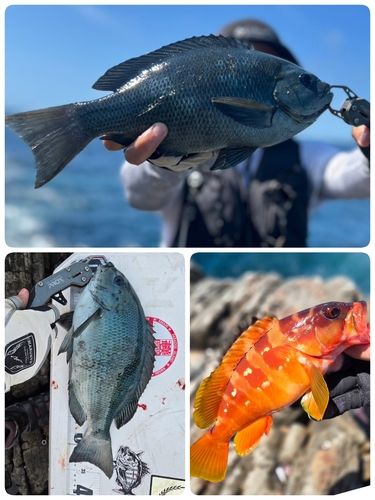 クチブトグレの釣果