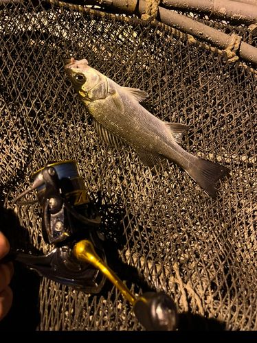 フッコ（ヒラスズキ）の釣果