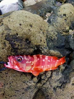 アカハタの釣果
