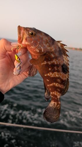 キジハタの釣果