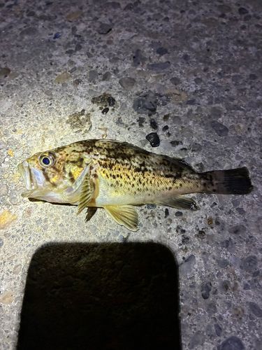 ソイの釣果