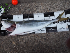 ワラサの釣果