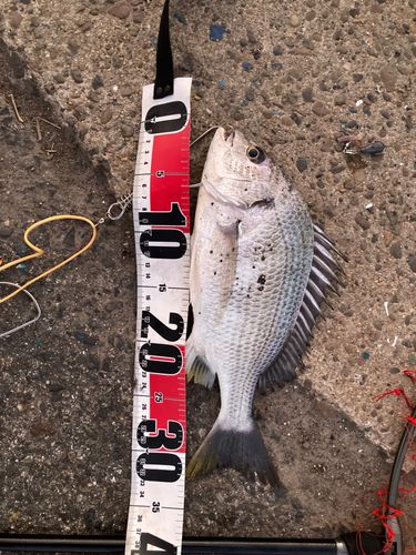 チヌの釣果