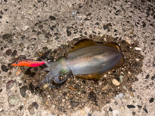 アオリイカの釣果
