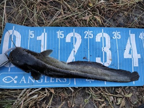 マナマズの釣果