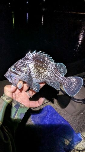 マゾイの釣果