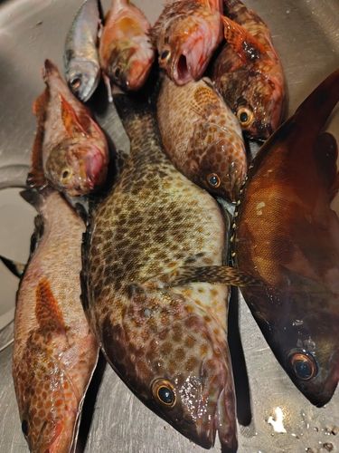 ハタの釣果