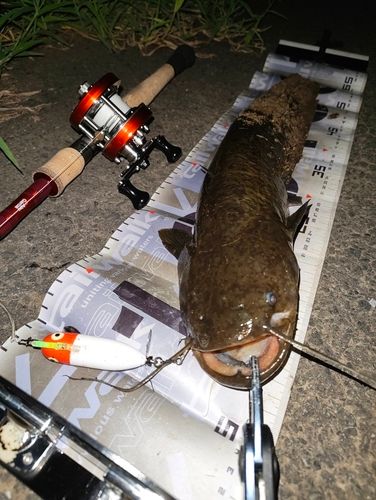 ナマズの釣果
