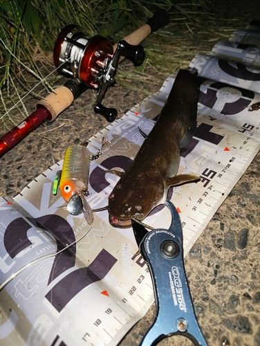 ナマズの釣果