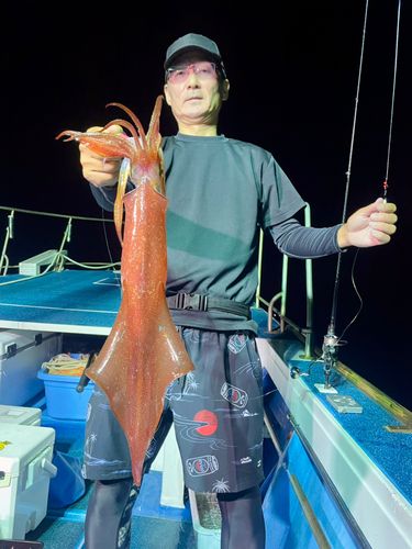 ケンサキイカの釣果