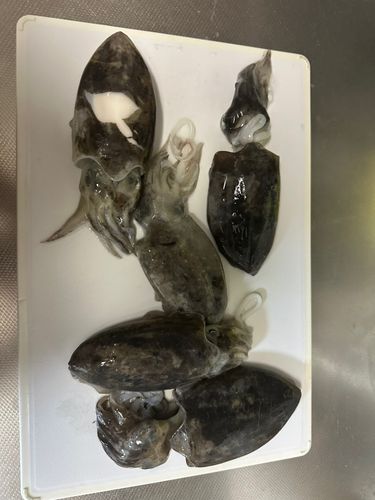 コウイカの釣果