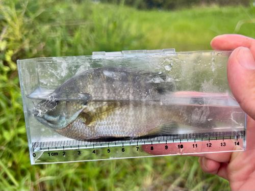 ブルーギルの釣果