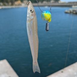 シロギス