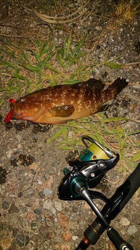 キジハタの釣果