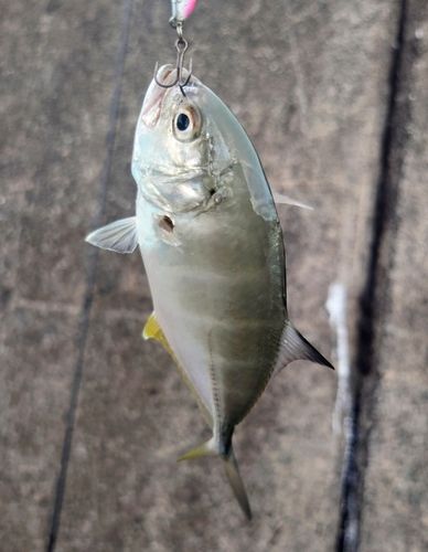 メッキの釣果
