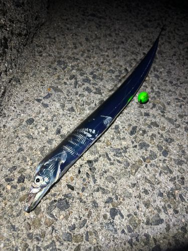 タチウオの釣果