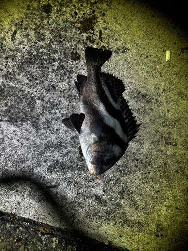 コショウダイの釣果