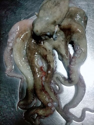 タコの釣果