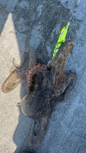 マダコの釣果