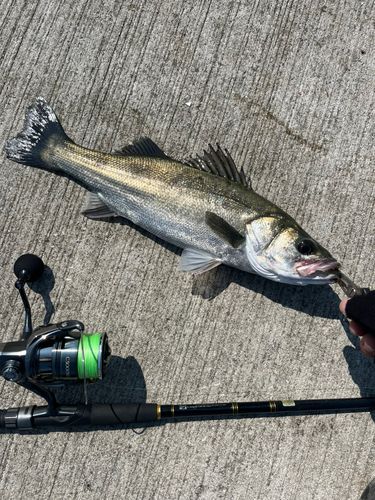 シーバスの釣果