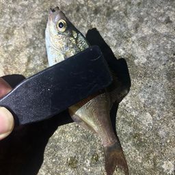 ウミタナゴ