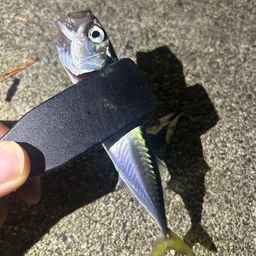 サバ