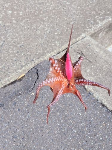 タコの釣果