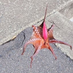 タコ
