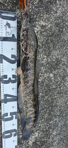 ライギョの釣果
