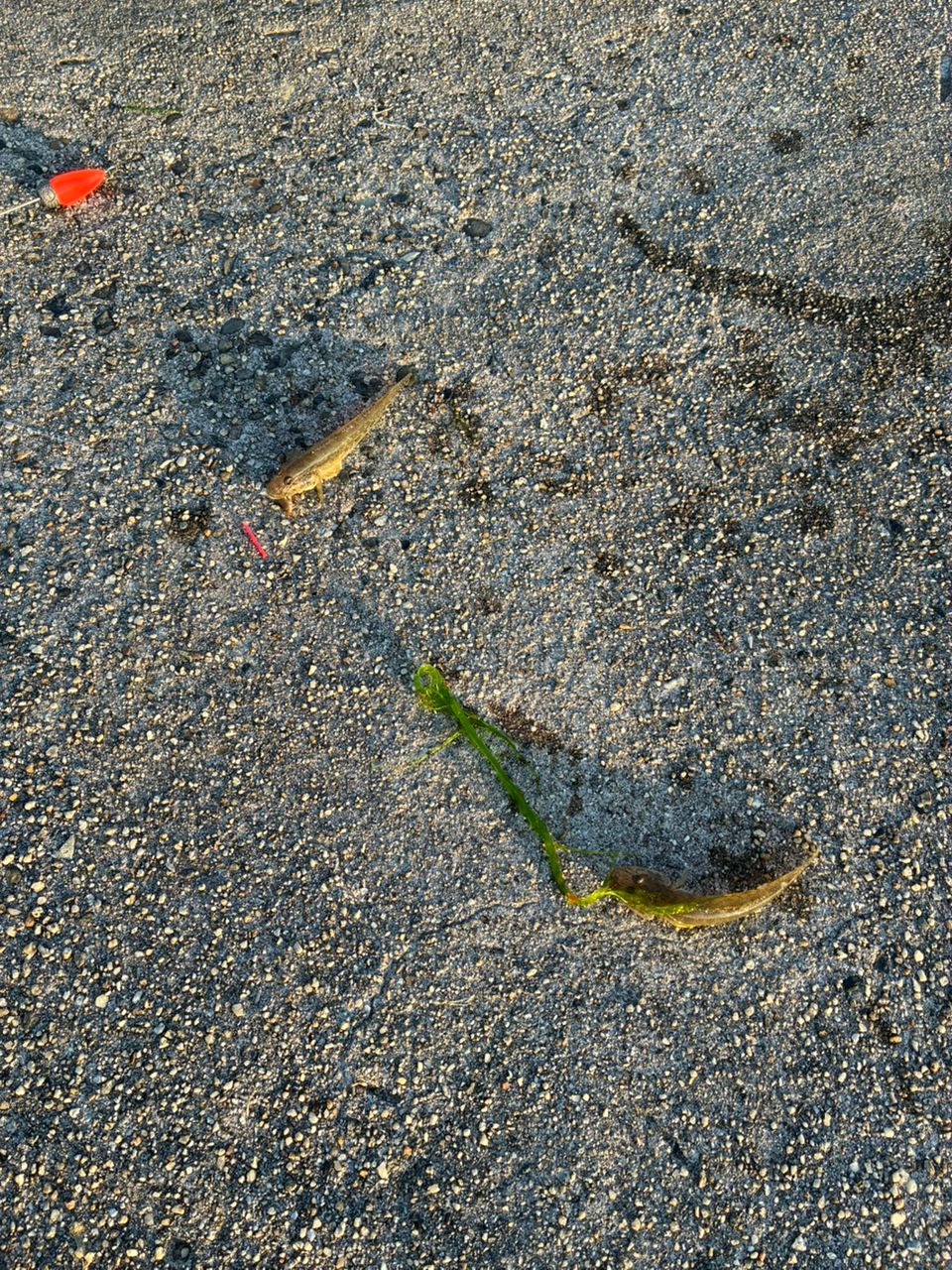 アカハゼ