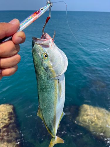 ワカシの釣果