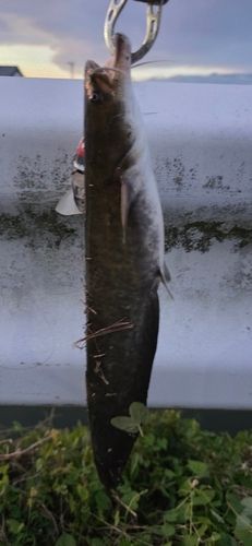 ニホンナマズの釣果