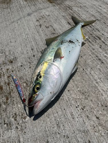 イナダの釣果
