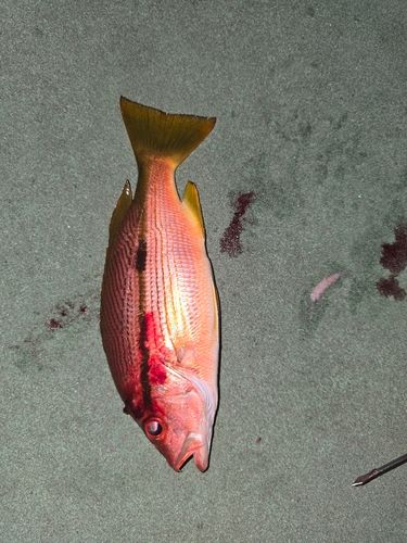 ヨコスジフエダイの釣果