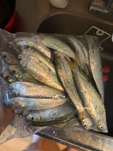 ママカリの釣果