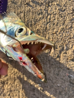 タチウオの釣果