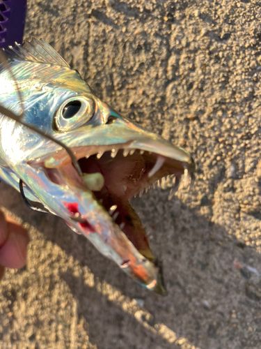 タチウオの釣果