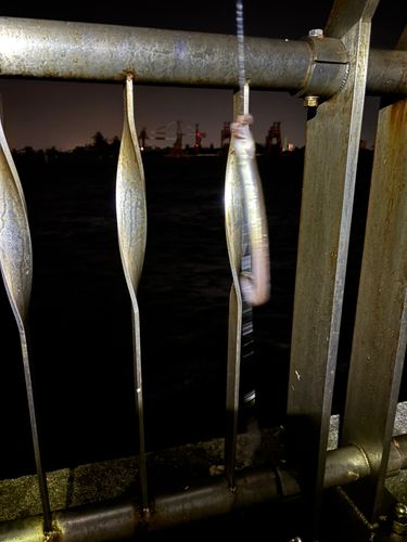 アナゴの釣果