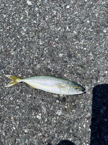 ツバスの釣果