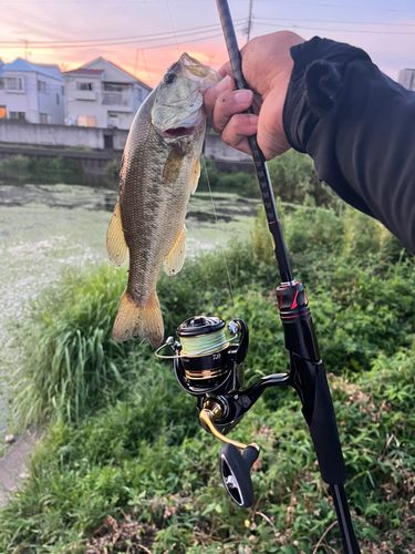 ラージマウスバスの釣果
