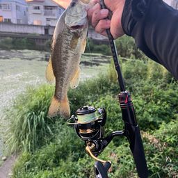 ラージマウスバス